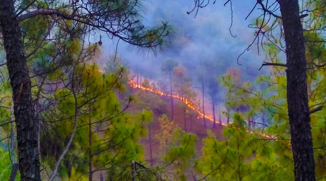 forest fire incidents Uttarakhand